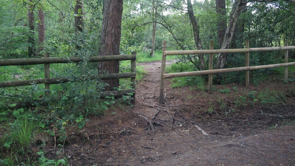 back into the woods