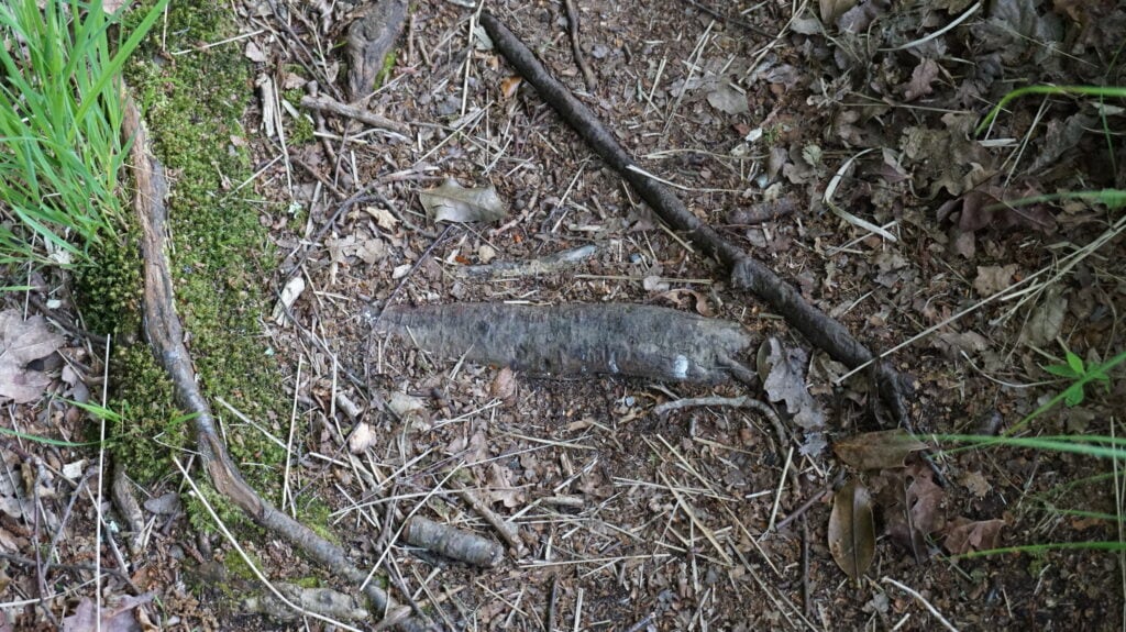 are tree roots expected in the woods