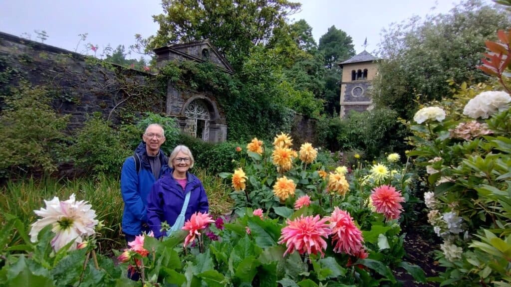 dahlias