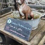 dog in a bath