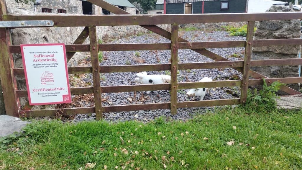 ornamental pigs