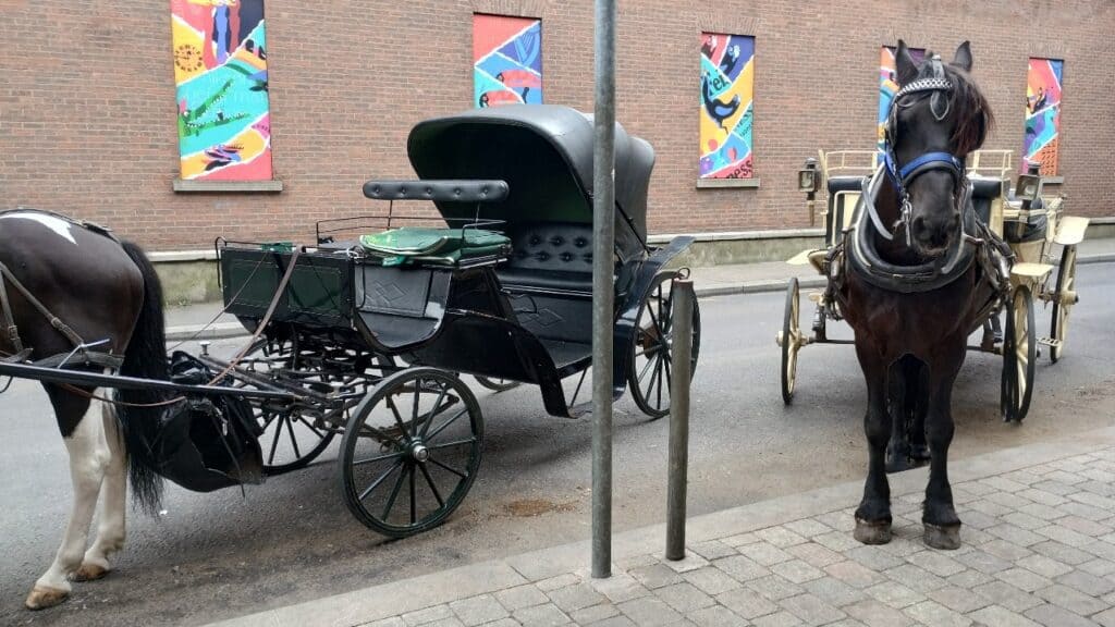 horse and carriage
