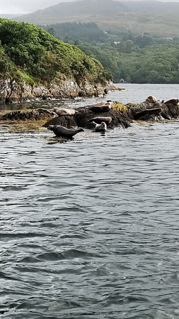 seals
