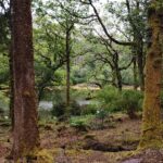 Derreen Garden