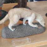 did we see a Stoat?