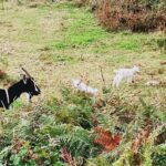 goat with kids