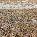 lots of seaweed