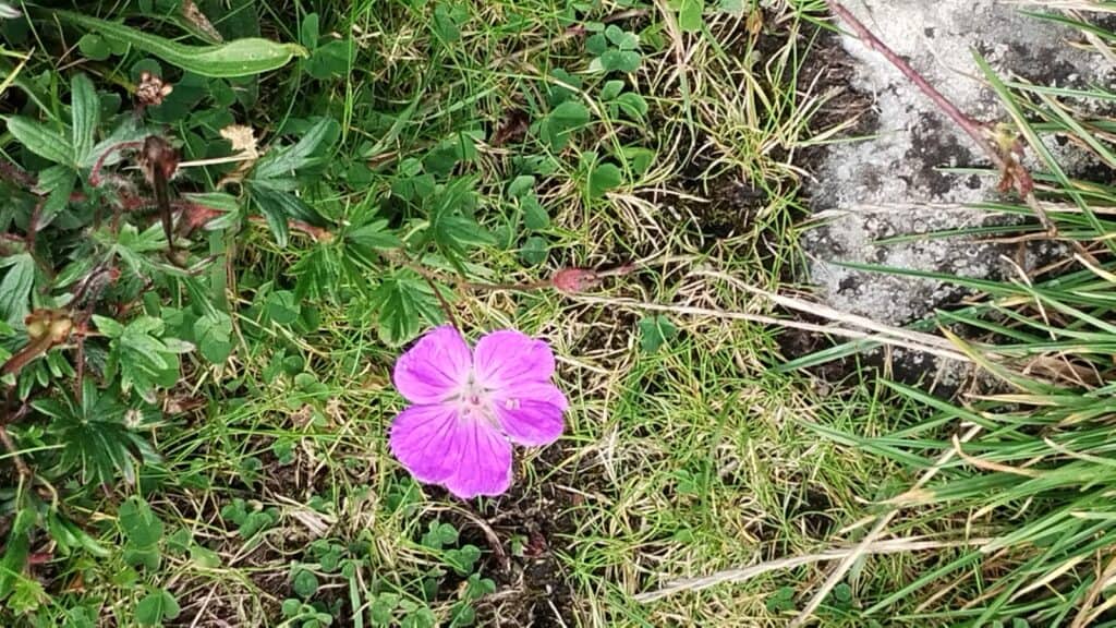 wild flower