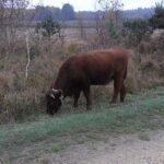 grass cutting in action
